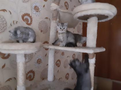 Reinrassige BKH Kitten sofort Abholbereit