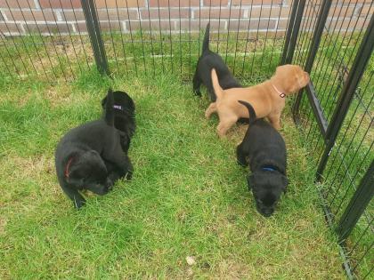 Labradorwelpen suchen ein Zuhause