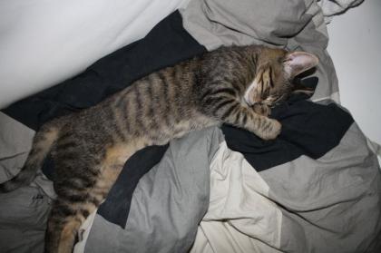 Männliche Europäischehauskatze abzugeben.