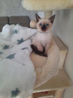 Tonkanesekitten Burma, Siam