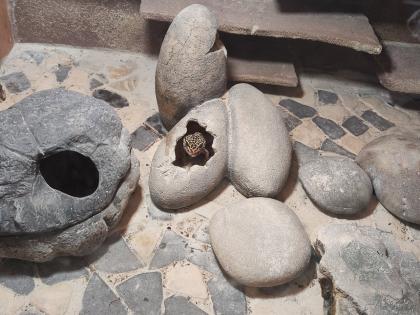 Terrarium mit 3 Leopardgecko Weibchen