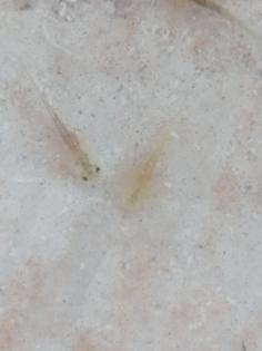 Axolotl babys zum reservieren