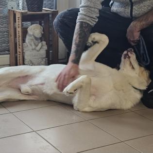 Karl sucht ein zu Hause