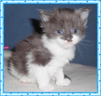 Maine Coon Kitten