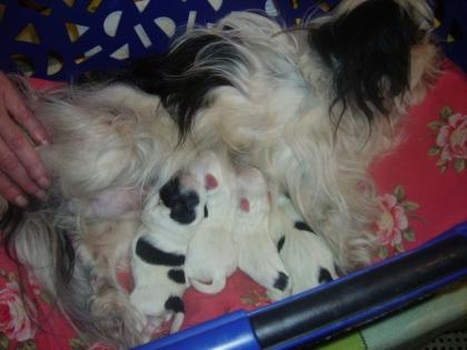 Verkaufe Malteser -Shih-Tzu Welpenmix