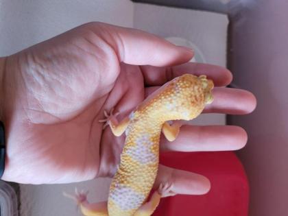 Leopardgecko 1. 0 WY Tangerine Mack Snow Tremper Albino