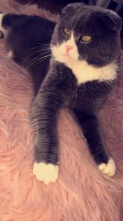 Süßer Scottish Fold in gute Hände zu Verschenken