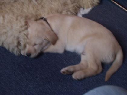 Husky-labrador-Mischlings Welpe