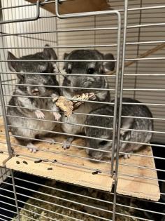 Chinchilla Babys, Weibchen und Männchen