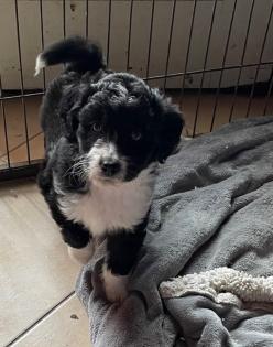 Doodle aussiedoodle