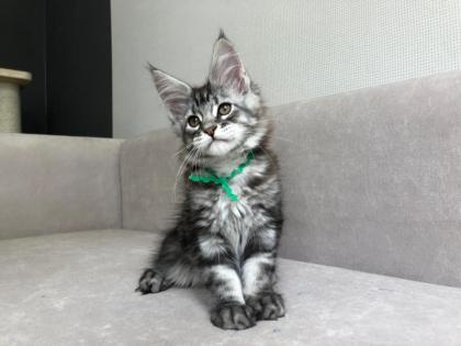 Verschmuste Maine Coon katzen