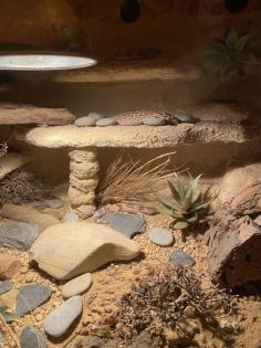 Leopardgecko Weibchen zu verkaufen