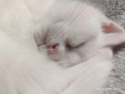 BKH Perser Kitten