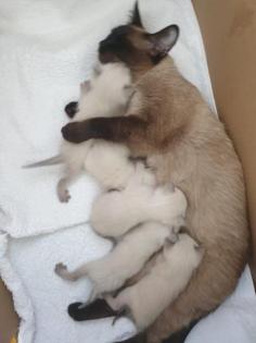 Siamkitten