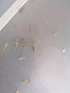 Axolotl babys zum reservieren