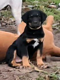 Ich bin Lucky ein Labrador-Boxer Mix Boxerdor sucht Hündin für gemeinsames Baby machen Deckrüde