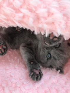 Zauberhafte BKH Kitten
