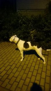 Boxer Hündin sucht dringend Zuhause