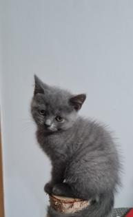 BKH Kitten suchen ein Zuhause