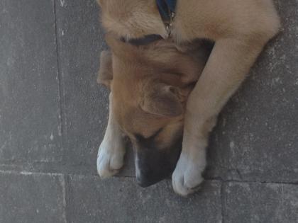Shadow, auf der Suche nach dem Glück