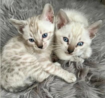 Snow Bengalen aus liebevoller Zucht mit TICA-Stammbaum - nur noch 2 zu haben