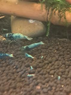 Caridina Deep Blue Bolt low-mid Süßwasser Garnelen