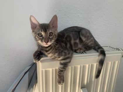 Wunderschöne Bengalkitten