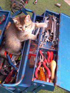 BKH Mix Kitten Babykatzen rot/Glückskatzen/rot-weiß