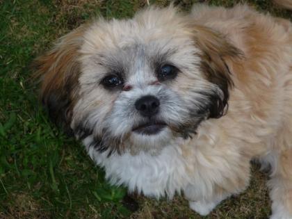 Shi Tzu zu verkaufen