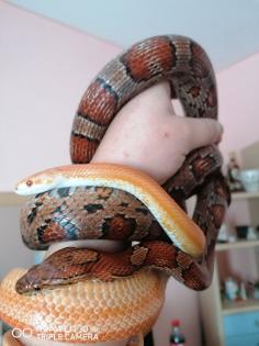 2 kornnattern inkl Terrarium und Zubehör