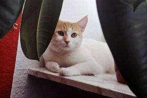 SWEETY - weiblich 1 Jahr europäische Kurzhaarkatze Gechipt Kastriert