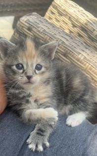 4 maine coon mix kätzchen