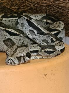 Boa constrictor imperator