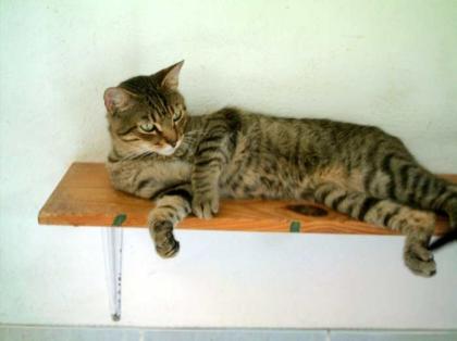 Merlin, der super freundliche Tigerkater