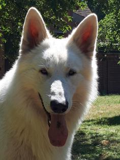 Weisser Schweizer Schäferhund Deckrüde