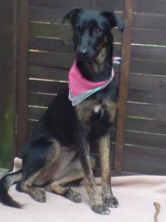 Phebe, 1 1/2 Jahre jung, sucht sehr dringend liebevolles zu Hause.