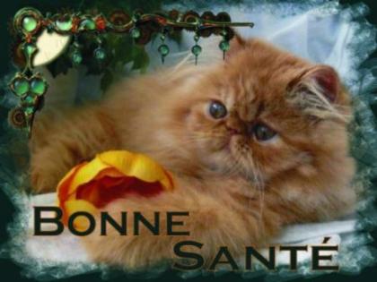 Perser und Exotic-Shorthair