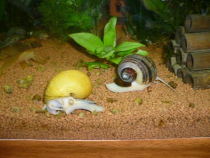 Apfelschnecken gelb und braungestreiste 1Euro st 2cm Groß