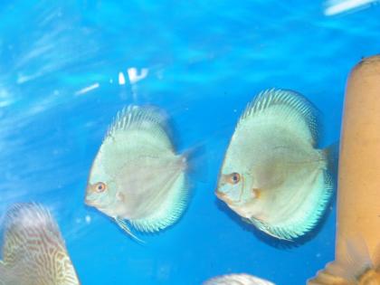 Diskusfische in verschiedenen Größen Farben