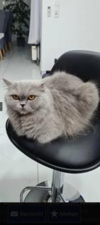 Blh katze kitten mit impfheft