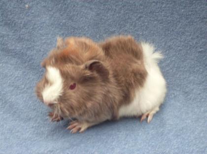 Reinrassige Peruaner