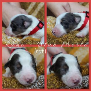 Australian Shepherd x American Collie Welpen