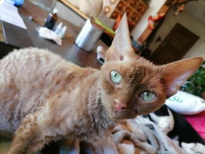 Devon Rex zum verkaufen
