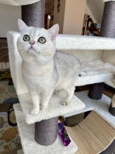 BKH Deckkater Sunshine Black Silver Shaded