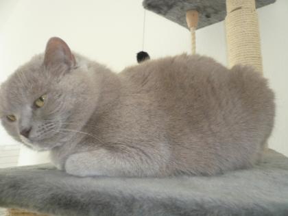 BKH in Blau und Lilac auf der Suche nach einer neuen Familie.