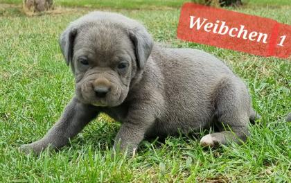 Cane Corso Welpen Reinrassig