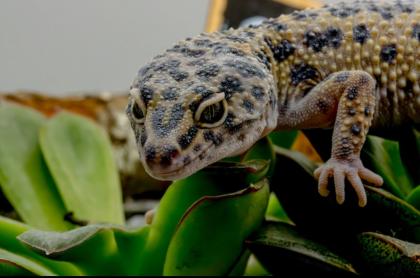Leopardgecko 1. 13. 16