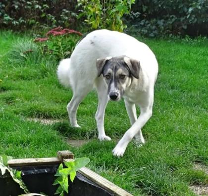 Sophie sucht ein Zuhause