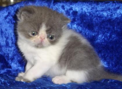 Blau-weiße Exotickater