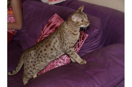 Ocicat Kätzin